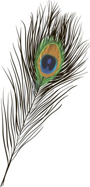 Vector of beautiful peacock feather clipart