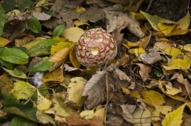 in meinem garten Herbst