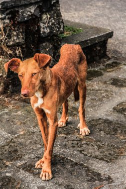 Akıllı köpek