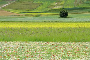 çiçek hills castelluccio di Norcia, İtalya