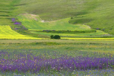 çiçek hills castelluccio di Norcia, İtalya