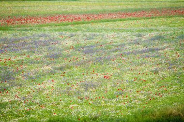 çiçek hills castelluccio di Norcia, İtalya