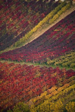 Vineyard hills in Italy clipart