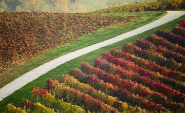 Vineyard hills in Italy clipart