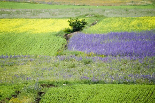 Flower hills in Castelluccio di Norcia, Italy — Stockfoto