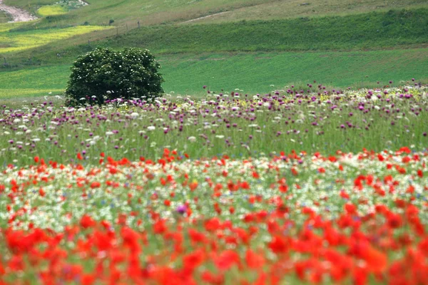 Flower hills in Castelluccio di Norcia, Italy — Stockfoto