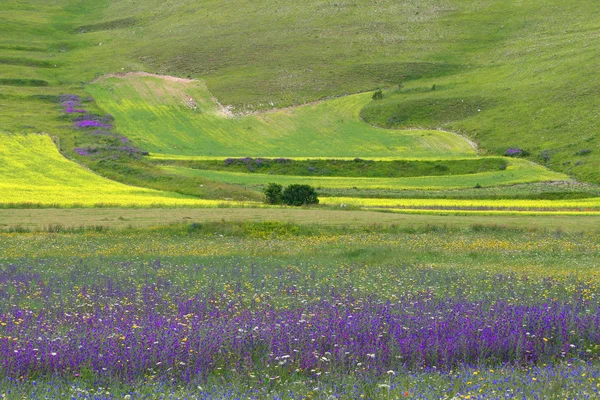 De bloem heuvels van castelluccio di norcia, Italië — Stockfoto