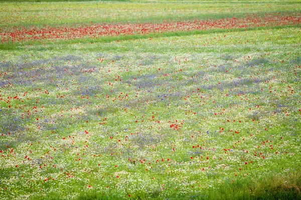 As colinas de flores de Castelluccio di Norcia, Itália — Fotografia de Stock