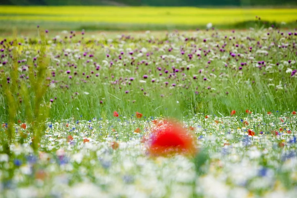 Wzgórza kwiat castelluccio di Norcia, Włochy — Zdjęcie stockowe