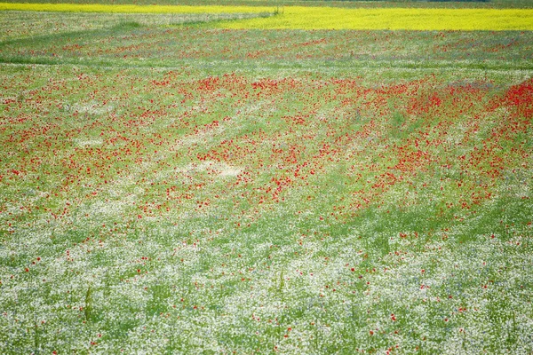 Blomma kullarna i castelluccio di norcia, Italien — Stockfoto