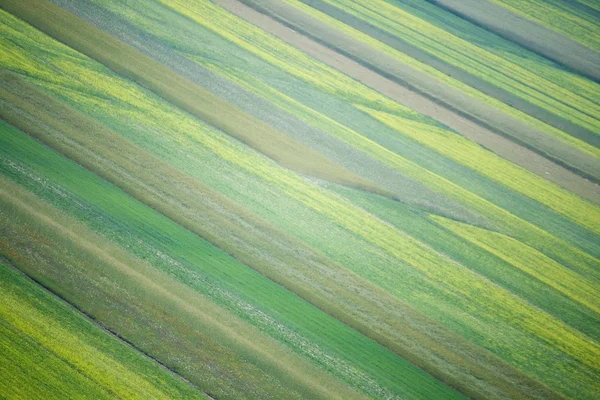 カステノルチャ イタリアの花の丘 — ストック写真