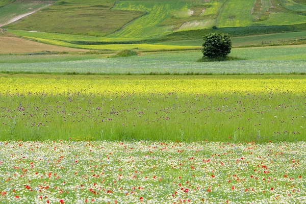 Las colinas de las flores de Castelluccio di Norcia, Italia — Foto de Stock