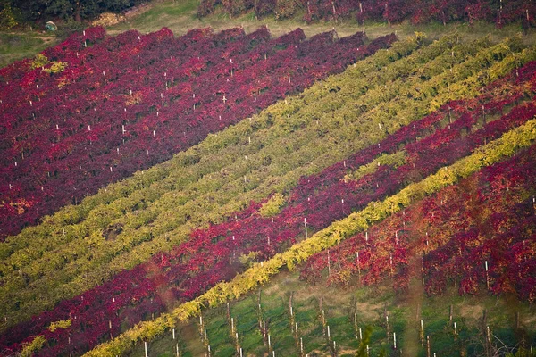 Collines du vignoble en Italie — Photo