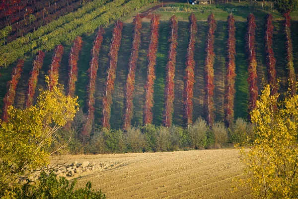 Colinas de vinhas em Italia — Fotografia de Stock