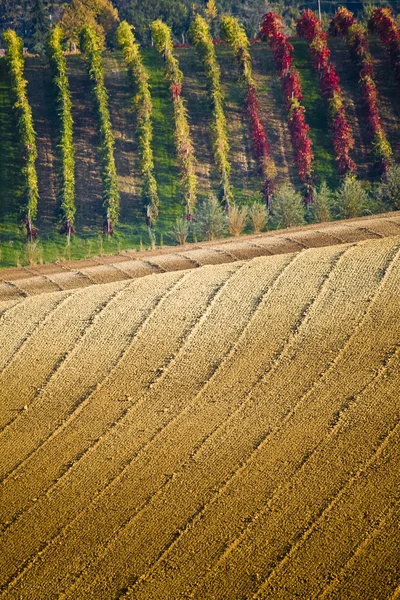 Пагорбах виноградники в Італії — стокове фото