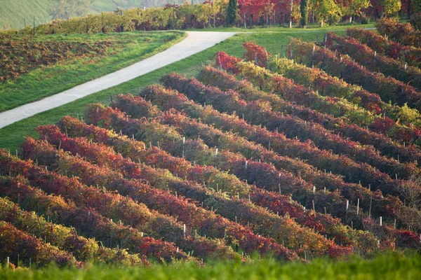 Colinas de vinhas em Italia — Fotografia de Stock