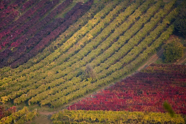 Winnica wzgórza w Włochy — Zdjęcie stockowe