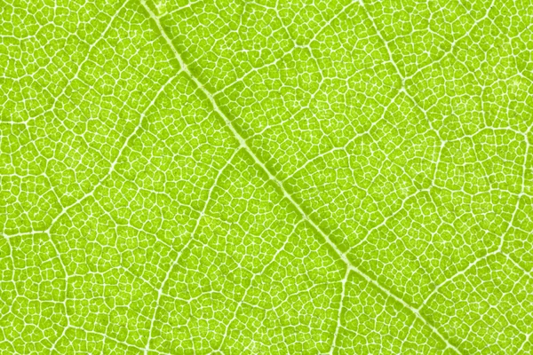 Sycamore Leaf Extreme Macro Detail — Stock Photo, Image