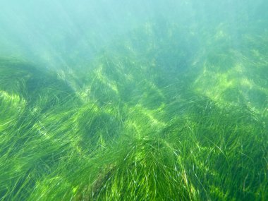 California Seagrass'ı