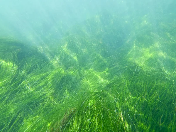 Seagrass California — Foto Stock