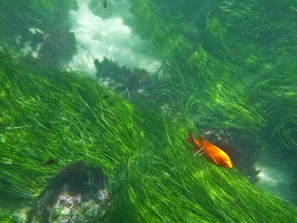 La Jolla Underwater — Stok Foto