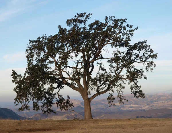 Roble solitario Chatsworth CA — Foto de Stock