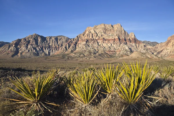 Nevada arenito e yuccas — Fotografia de Stock