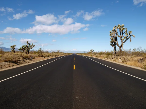 Päron blossom highway — Stockfoto