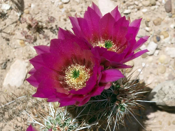 Stock image Nevada Cactus