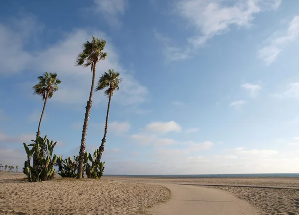 캘리포니아 해변 야자수 — 스톡 사진