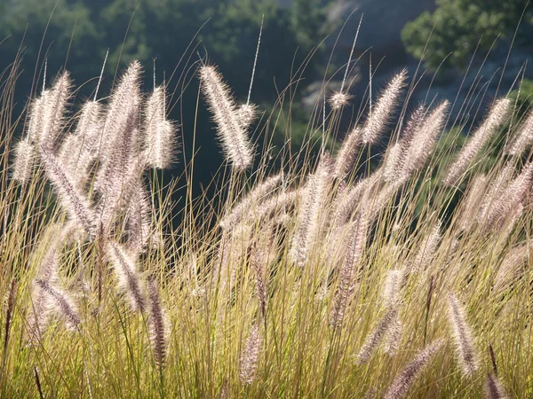 Tall Summer Grass — Stock Photo, Image