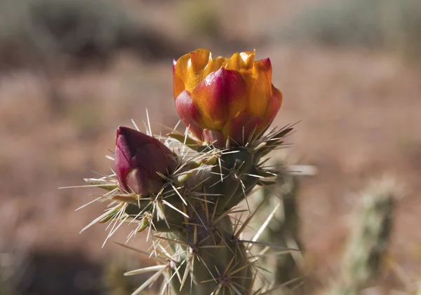 stock image Cactus Buds