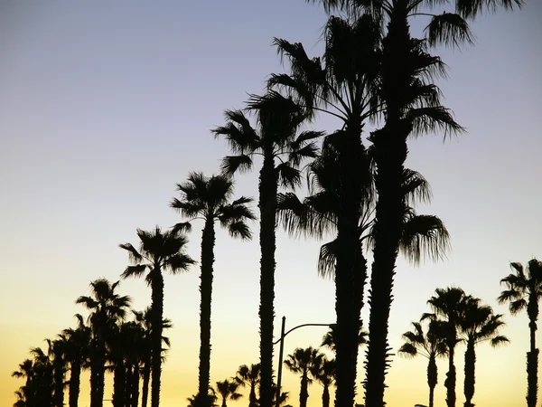 Coucher de soleil palmiers — Photo