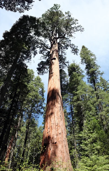 Giant Sequoia — Zdjęcie stockowe
