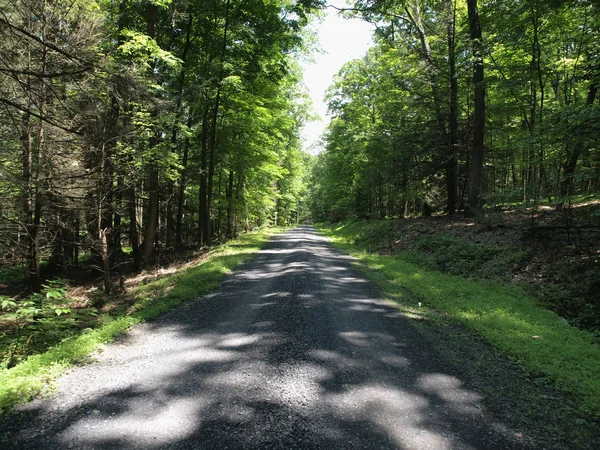 stock image Pennsylvania Forest Road