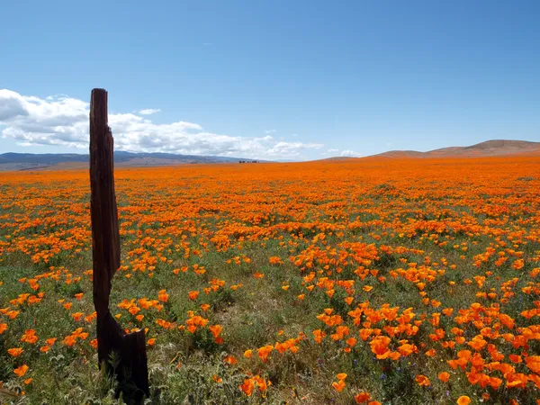 California Poppy Land — Stock Photo, Image