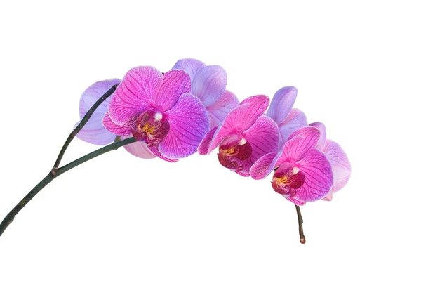 stock image Orchid flowers on a white background