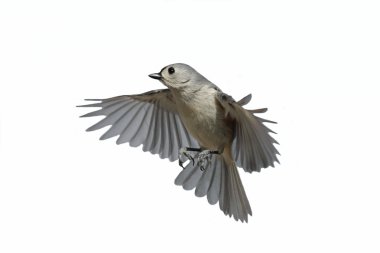 Isolated Titmouse In Flight clipart