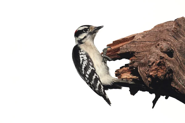 Downy Woodpecker (Picoides Pubescens) — Stock Photo, Image