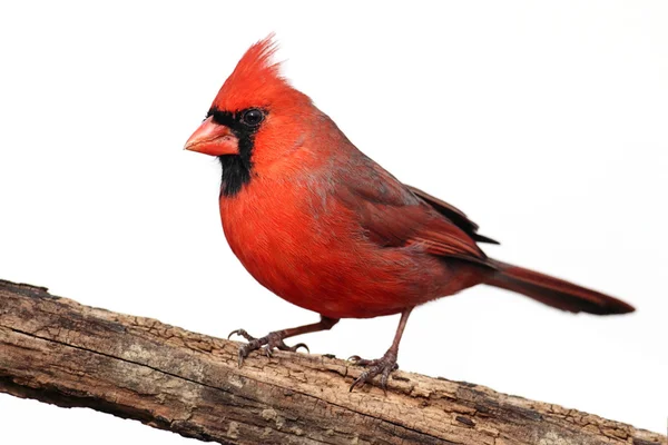 Isolierter Kardinal auf einem Baumstumpf — Stockfoto