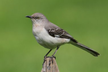 Mockingbird On A Fence clipart