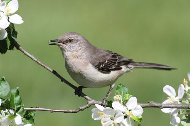 Kuzey Alaycı Kuşu (mimus polyglottos)