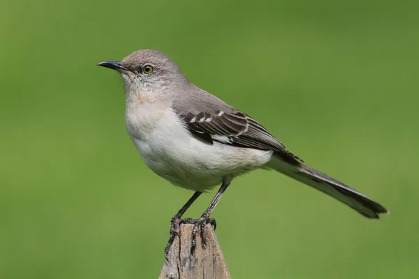 Mockingbird op een hek — Stockfoto
