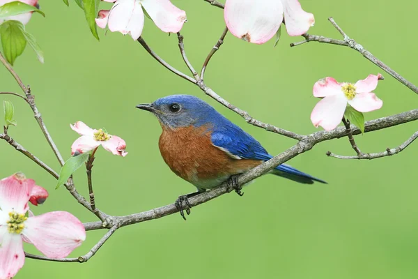 Синяя птица с цветами Догвуда — стоковое фото