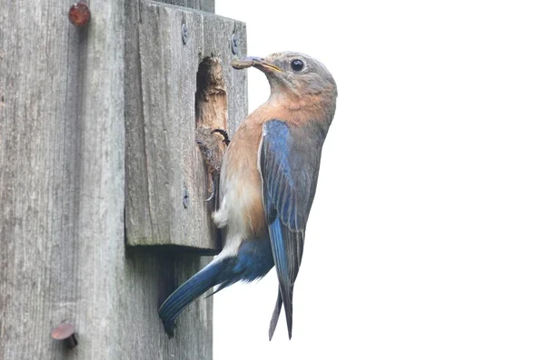 Bluebird isolado Birdhouse — Fotografia de Stock