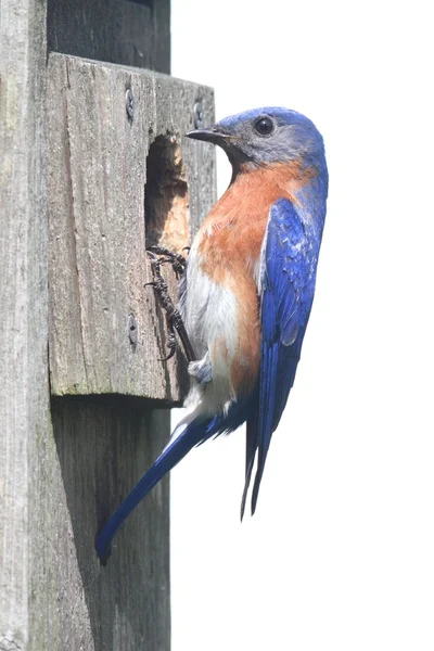 Ізольована Bluebird Шпаківня — стокове фото