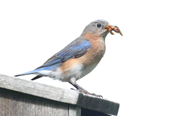 Isolerade bluebird fågelholk — Stockfoto