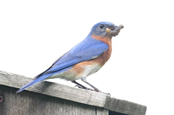 Изолированные Bluebird скворечник — стоковое фото
