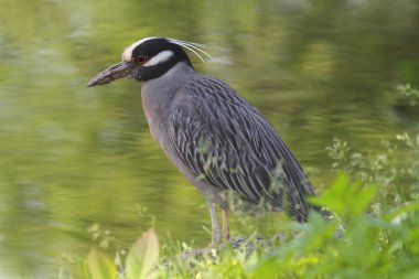 Sarı taçlı gece-Heron (Nyctanassa violacea)