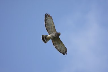Broad-winged Hawk In Flight clipart